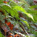 Koomer Ridge Trail